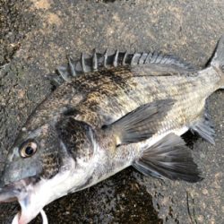 雨の中エビ撒き