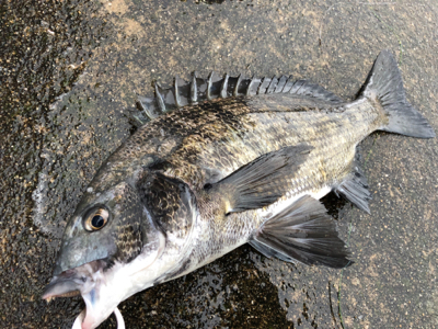 雨の中エビ撒き