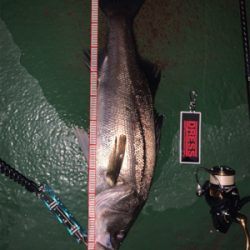 まだまだまだバチシーバス