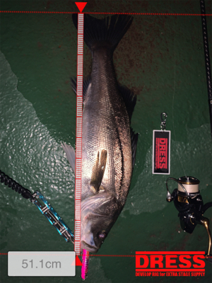 まだまだまだバチシーバス