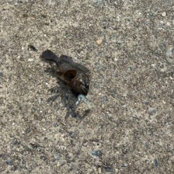 ライトロックフィッシュ