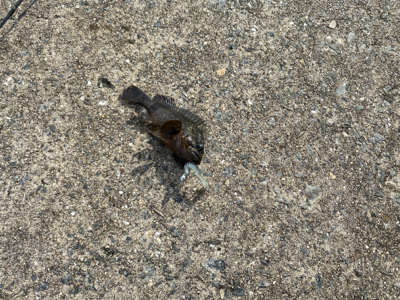 ライトロックフィッシュ