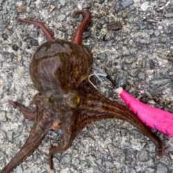 昼までもタコ釣れた^_^♫