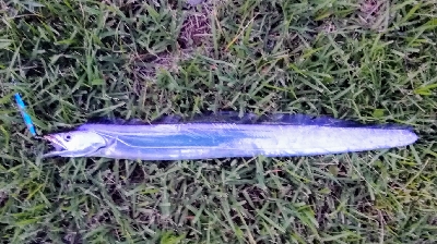 LSJアジングリレー1900〜2040