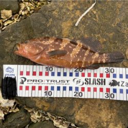 ロックフィッシュ