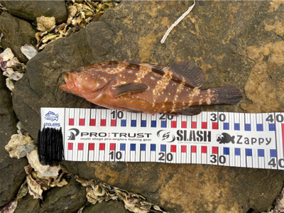 ロックフィッシュ