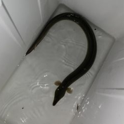 時合いは19時から