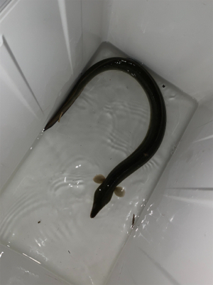 時合いは19時から