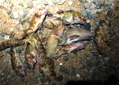 ガシラがカーニバル