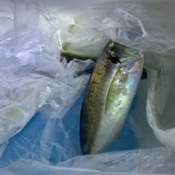 短時間アジング