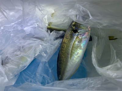 短時間アジング