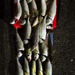 アジング練習 160