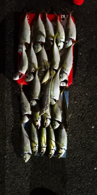 アジング練習 160