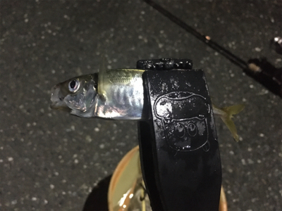 安定の入れ食い状態