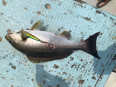 イカメタル　SLJ