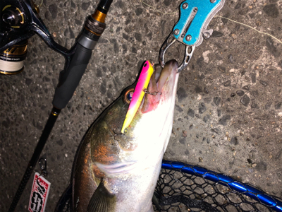 絞り出したバチシーバス