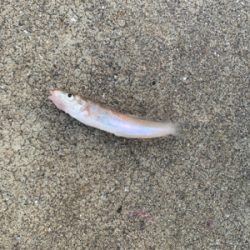 今年初キス釣り