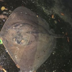 シーバスがいない。