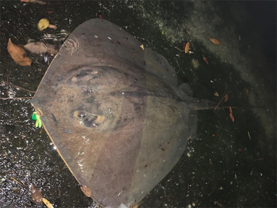 シーバスがいない。