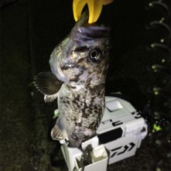 豆アジング中のゲスト