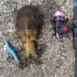 今日もイカ釣り(^_^)