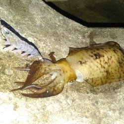 久々のエギング!!