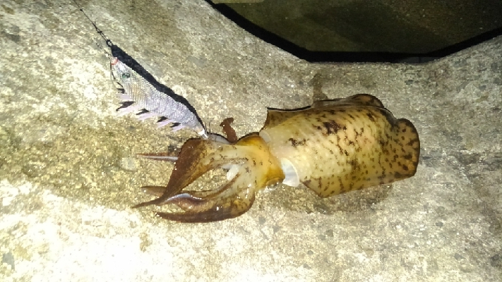 久々のエギング！！