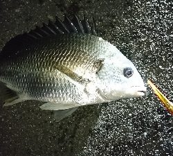 バチキビレ