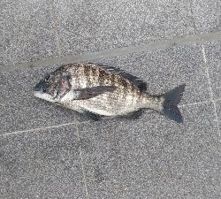 6/6釣果ツバスチヌグレガシラ小サバアカエイ