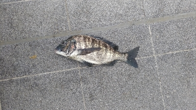 6/6釣果ツバスチヌグレガシラ小サバアカエイ