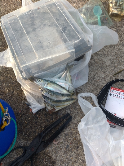 サバ入ってます!!