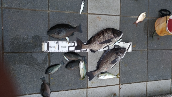 6/14釣果チヌ梅雨グレツバス小サバ豆アジ…