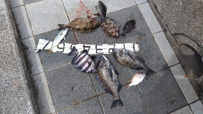 6/21釣果アイゴサンバソウチヌツバスグレ…