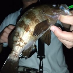 淡路島ライトゲーム３目！