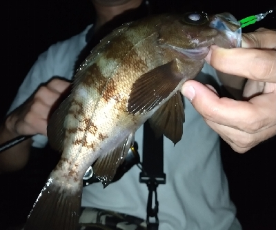 淡路島ライトゲーム３目！