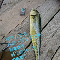 黒髭軍団会長のコサバでこんなん釣れましてん(笑)