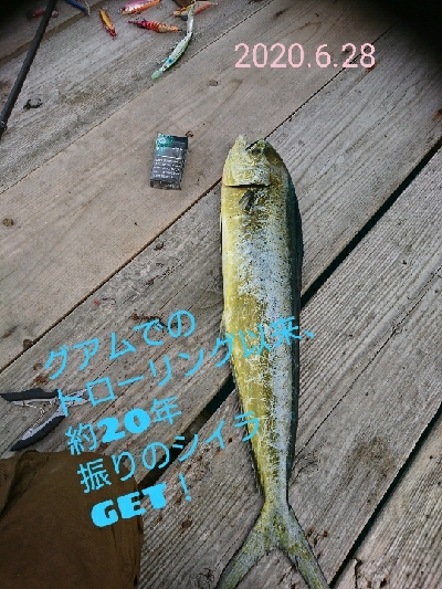 黒髭軍団会長のコサバでこんなん釣れましてん(笑)