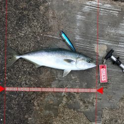 ポコポコドンッ!6月12日