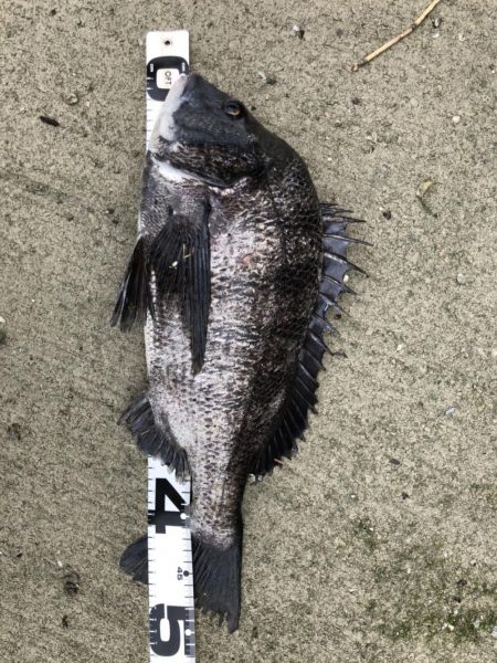 イチノ兄弟、釣果！