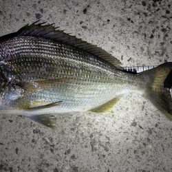 メバルは終わりかな?