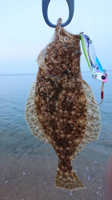 淡路フラット調査〜ソゲシーズン開幕!?