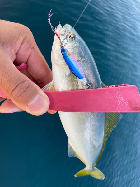 小さな青物回ってます