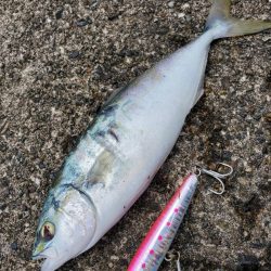 串本ショアジギ