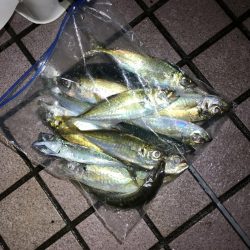 アジ サバ メバル