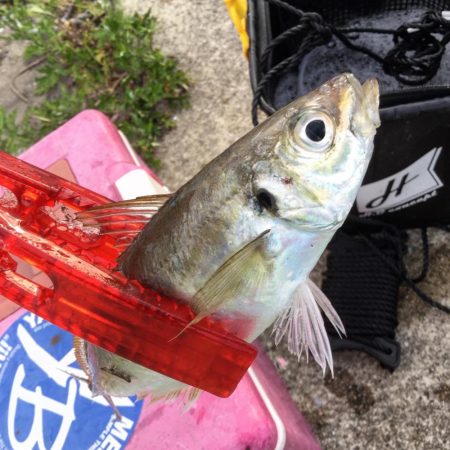 サビキ釣りアジ好調