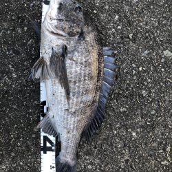 イチノ兄弟、釣果!