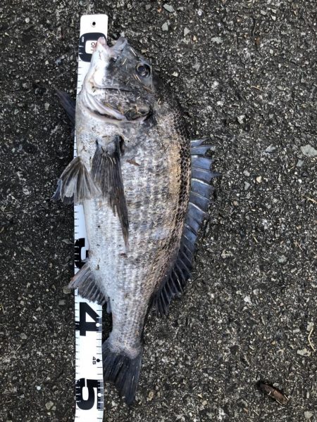 イチノ兄弟、釣果！