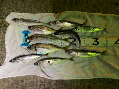 サバゲー&アジング