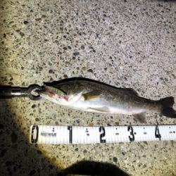 ナイトシーバス