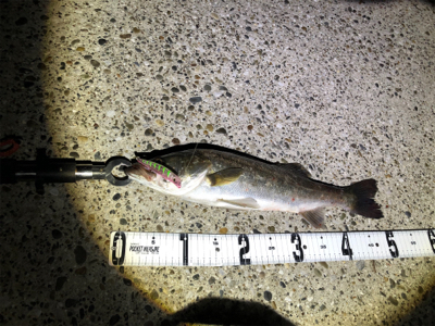 ナイトシーバス